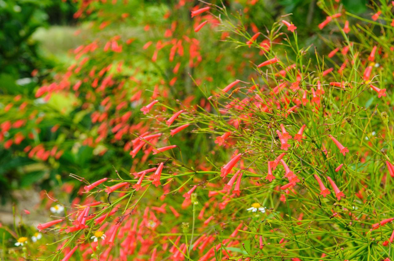 La Teada Ishigaki Resort Kawahira Exteriör bild